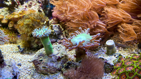 Beautiful corals in the aquarium. Underwater world. Selective focus