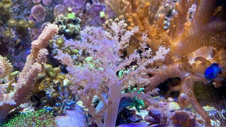Coral reef with corals and algae in a tropical aquarium.