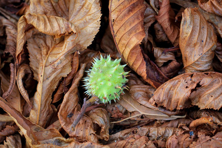 On brown autumn chestnut leaves lies a chestnut in its natural wrapping.