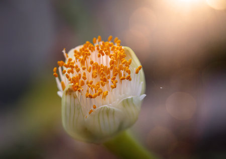 Close up of white flower with yellow pollen in the morning light. The flower of the elephant ear,...
