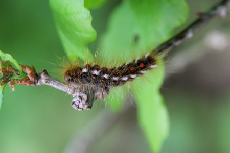 Hairy caterpillar on a tree branch with green leaves in the background. The caterpillar of a...
