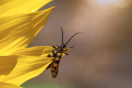 Macro shot of a beetle on a sunflower blossom. A four-banded narrowbuck, Leptura quadrifasciata on a sunflower.の写真素材
