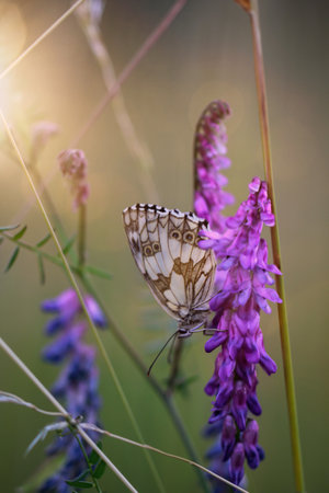 Butterfly on a purple flower in a meadow at sunset. A checkerboard butterfly on a grass plant in a meadow.の写真素材