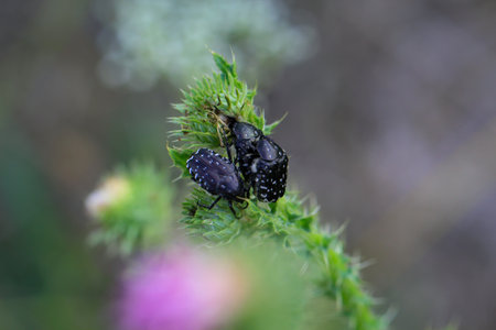 Two black beetle on a green stem of a plant in the garden. A weeping rose beetle on a milk thistle. Close up of a weeping rose beetle.の写真素材