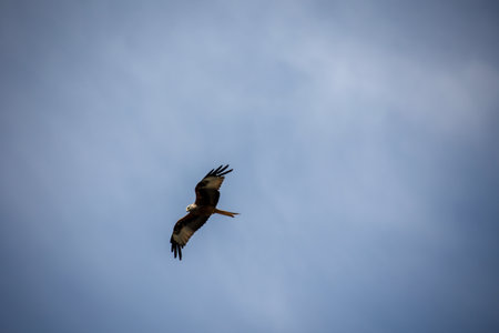 Red kite (Milvus milvus) in flight. A red kite with outstretched wings circles in the sky.の写真素材