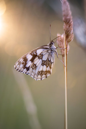 Butterfly on a blade of grass in the morning sun. A checkerboard butterfly on a grass plant in a meadow.の写真素材