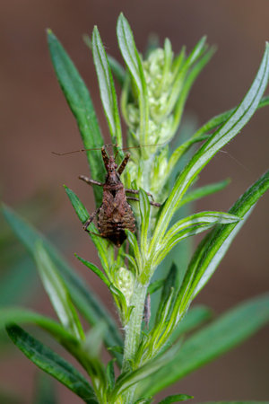 Insect Animal. A longhorn bush predator Himacerus apterus on a plant.の写真素材