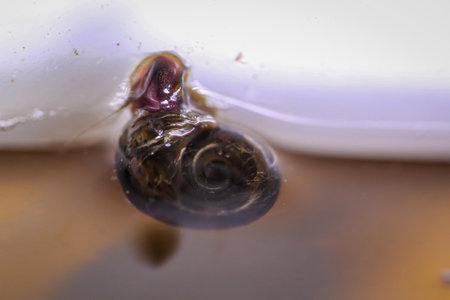 Close up of a water drop in a pond with a frog inside. A post horn snail on the glass pane of an aquarium.の写真素材