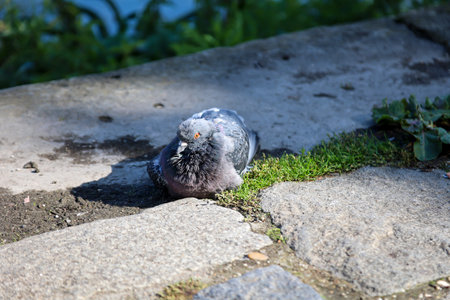 Pigeon sitting on the ground in the park, close up. A pigeon in its urban environment. Pigeons can be found in every locality.の写真素材