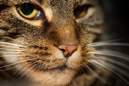 Portrait of a cat close-up. Shallow depth of field. Portrait of a house cat, a cat with reddish-brown fur.の写真素材