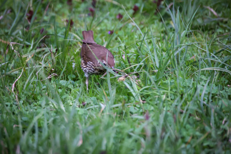 A banded thrush is searching for food in the grass. A song thrush in search of earthworms for its offspring.の写真素材