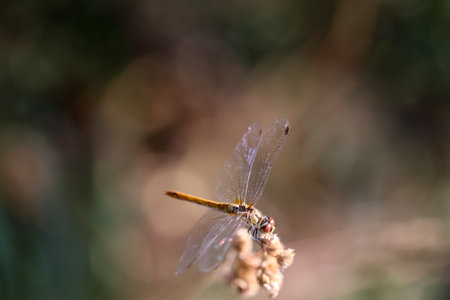A Yellow Darter sits on the top of a plant.の写真素材