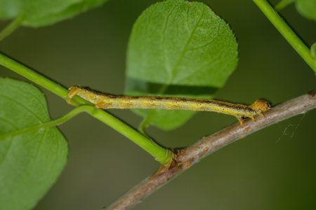 Caterpillar of the Peacock Moth (Heteroptera sp.). A caterpillar of a frost moth well camouflaged...