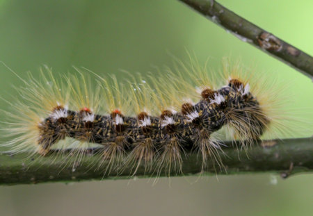 The caterpillar of a goldafter, butterfly on a plant.の写真素材