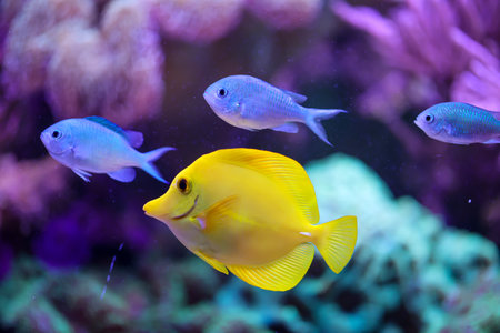 A yellow sailfin doctor or yellow sailfin doctor in an aquarium.の写真素材