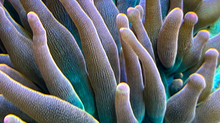 Close-up of anemone in a sea anemone. A close-up of the tentacles of a copper anemone in a marine aquarium.の写真素材
