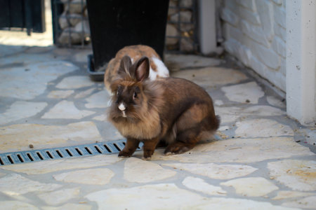 Rabbit sitting on the ground in front of the house and looking at the camera. Dwarf rabbits romping in a yard. Rabbits with run enjoy their freedom.の写真素材
