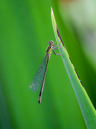 A damselfly on the flower of a plant in midsummer.の写真素材