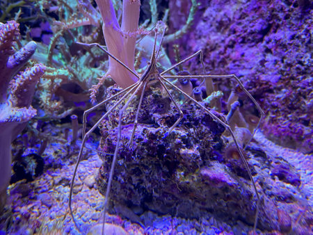 Underwater world with corals, fishes and plants. Underwater world with corals and plants. Stenorhynchus seticornis - Arrow ghost crab among corals in marine aquarium.の写真素材