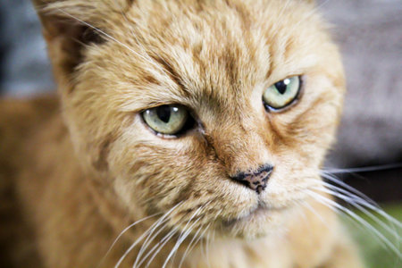 Portrait of a house cat, a cat with yellowish fur.の写真素材