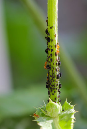 On the stem of a plant cavort many dark aphids and ants, which milk the aphids.の写真素材