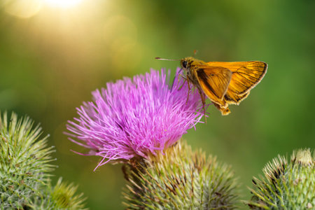 A black colobus brown bullhead butterfly (Thymelicus lineola) on a marindistle.の写真素材