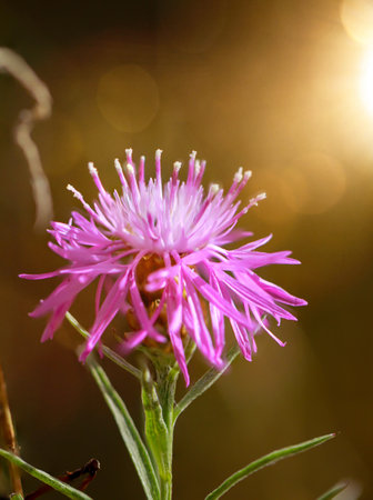 The flower of a knapweed, Centaurea paniculata L. in a meadow.の写真素材