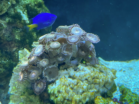 Underwater world with corals and tropical fish in a coral reef. Corals, anemones, creatures in a marine aquarium.の写真素材