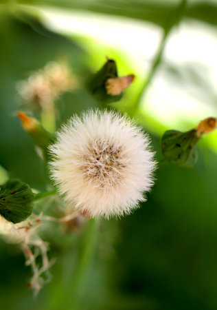 The seed of a faded flower. He has similarity with a dandelion is only much larger.の写真素材