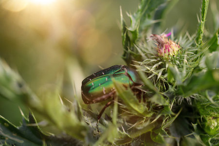A rose bug on a milk thistle. Close up of a green rose beetle.の写真素材