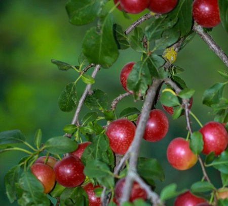 On a branch of a fruit tree in late summer hang many ripe fruits, plums, mirabelles or the like.の写真素材