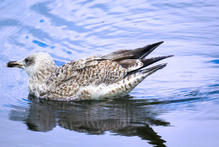 A great black-backed gull in the water of the Baltic Sea. Portrait of a gull bird.の写真素材