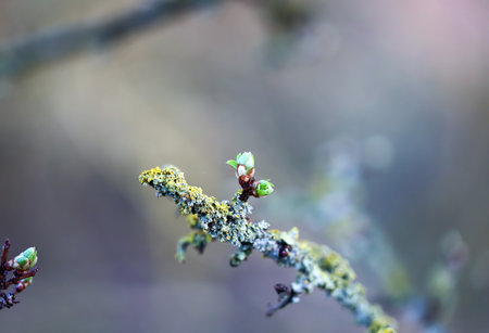 The branch of a fruit tree in spring covered with mosses and lichens.の写真素材