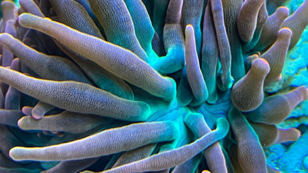 Blue sea anemone close-up in a marine aquarium. A close-up of the tentacles of a copper anemone in a marine aquarium.の写真素材