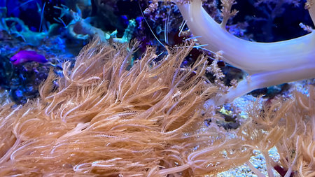 Underwater world with corals and tropical fish in a coral reef. Corals, anemones, creatures in a...