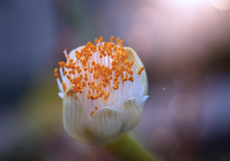 The flower of the elephant ear, Alocasia odora. closeup of an exotic flower.の写真素材