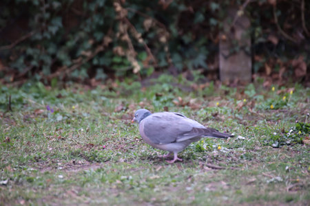 Pigeons on the grass in the garden. Selective focus. A pigeon in its urban environment. Pigeons can be found in every village.の写真素材