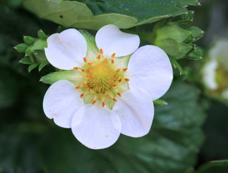 The flower of a strawberry plant. Close-up of a strawberry blossom.の写真素材