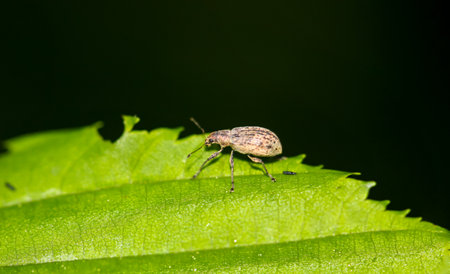 The closeup of a small weevil on the leaf of a shrub.の写真素材