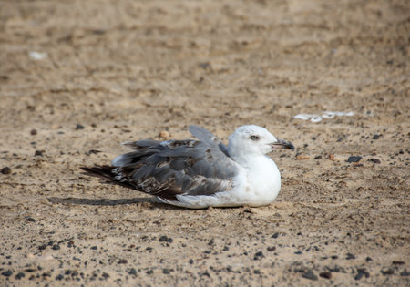 Seagull on the beach in sunny day, closeup of photo. A seagull portrait on the beach. A seagull keeps track of the beach.の写真素材