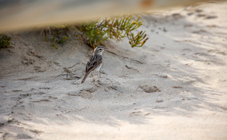 Close-up of a Canary Pipit (Anthus berthelotii), a wading bird in the Canary Islands.の写真素材