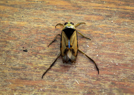 Close-up of a common backswimmer, a water bug, Notonecta glauca.の写真素材