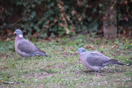 pigeons on the grass in the garden in the nature. A pigeon in its urban environment. Pigeons can be found in every village.の写真素材