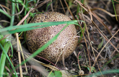 Puffball (Lycoperdon perlatum) in the grass. A mushroom well hidden and camouflaged between moss and grass.の写真素材