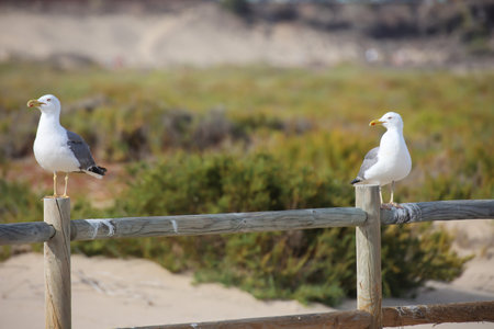Two seagulls sitting on a wooden fence on the beach. A seagull portrait on the beach. A seagull keeps track of the beach.の写真素材