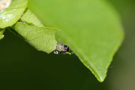 A caterpillar has wrapped itself in a leaf.の写真素材