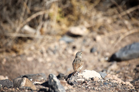 A closeup shot of a rock bunting bird in the wild. Close-up of a Canary Pipit (Anthus berthelotii), a wading bird in the Canary Islands.の写真素材