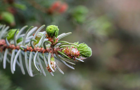 Close up of green spruce twig with cones and young shoots. Young shoots and flowers on a coniferous tree. Conifer close-up of a branch.の写真素材