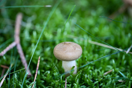 Mushroom in the green moss. Shallow depth of field. A mushroom well hidden and camouflaged between moss and grass.の写真素材