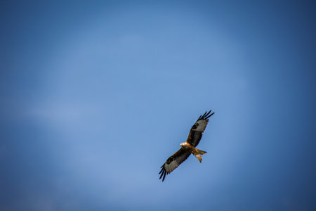 Red kite (Milvus milvus) in flight. A red kite with outstretched wings circles in the sky.の写真素材
